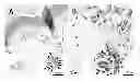 Fig. 01 - Method to treat autoimmune demyelinating diseases and other autoimmune or inflammatory diseases