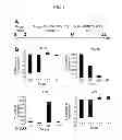 Fig. 02 - DOPAMINERGIC NEURONS DIFFERENTIATED FROM PLURIPOTENT STEM CELLS AND USES OF THEREOF