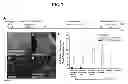 Fig. 08 - DOPAMINERGIC NEURONS DIFFERENTIATED FROM PLURIPOTENT STEM CELLS AND USES OF THEREOF