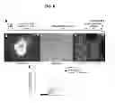 Fig. 09 - DOPAMINERGIC NEURONS DIFFERENTIATED FROM PLURIPOTENT STEM CELLS AND USES OF THEREOF