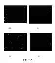 Fig. 09 - COPPER/SILICA NANOPARTICLES, METHODS OF MAKING, AND METHODS OF USE