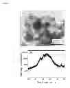 Fig. 02 - Dental composites comprising nanoparticles of amorphous calcium phosphate