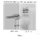 Fig. 02 - METHOD FOR DETECTION OF INFECTION WITH HUMAN CYTOMEGALOVIRUS