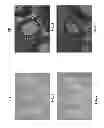 Fig. 07 - HAPTEN CONJUGATES FOR TARGET DETECTION