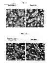 Fig. 16 - HAPTEN CONJUGATES FOR TARGET DETECTION