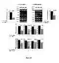 Fig. 06 - USE OF AN ISOFORM OF HLA-G AS AN OSTEOGENESIS MARKER