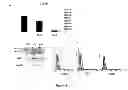 Fig. 07 - USE OF AN ISOFORM OF HLA-G AS AN OSTEOGENESIS MARKER