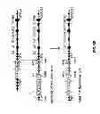 Fig. 16 - Genetically modified mice having humanized TCR variable genes