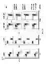 Fig. 24 - Genetically modified mice having humanized TCR variable genes