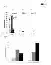 Fig. 02 - Immunoglobulin aggregate removal