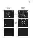 Fig. 07 - Polypeptide producing cells