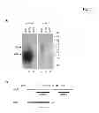 Fig. 08 - Polypeptide producing cells