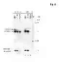Fig. 09 - Polypeptide producing cells