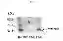 Fig. 06 - Transgenic Animal with Enhanced Immune Response and Method for the Preparation Thereof