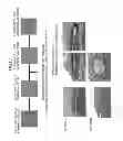 Fig. 19 - Method of producing tooth, set of teeth, and method of producing tissue
