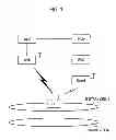 Fig. 02 - MOBILE COMMUNICATION SYSTEM, RADIO ACCESS NETWORK APPARATUS, AND MOBILE STATION