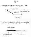 Fig. 02 - Detection of target nucleic acid sequences by PTO cleavage and extension assay