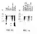 Fig. 02 - NOVEL NEUROTROPHIC FACTORS
