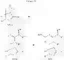 Fig. 57 - Mitotic kinesin inhibitors and methods of use thereof