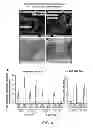 Fig. 06 - Control of Cardiac Growth, Differentiation and Hypertrophy