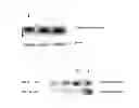 Fig. 02 - Cyclic peptide compound or pharmacologically acceptable salt thereof and method for producing same