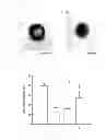Fig. 06 - Cyclic peptide compound or pharmacologically acceptable salt thereof and method for producing same