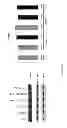 Fig. 26 - Anti-cMET antibody