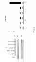 Fig. 33 - Anti-cMET antibody