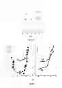 Fig. 07 - Multidimensional supramolecular structures essentially made of assembled i-motif tetramers
