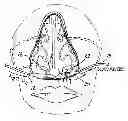 Fig. 01 - Nasal mask
