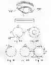 Fig. 07 - METHODS FOR TREATING EYE CONDITIONS
