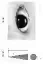 Fig. 07 - Eye image simulation device, eye image generation method, and eye image generation program