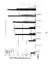 Fig. 08 - Survivin-derived peptides and uses thereof