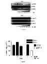 Fig. 02 - QUINOLINE DERIVATIVES USED AS PET IMAGING AGENTS