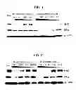 Fig. 02 - Novel HSP90 Inhibitor