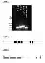 Fig. 02 - Plant eukaryotic translation initiation factor 4E