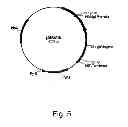 Fig. 06 - Polypeptides Having Cellulolytic Enhancing Activity And Polynucleotides Encoding Same