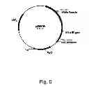 Fig. 07 - Polypeptides Having Cellulolytic Enhancing Activity And Polynucleotides Encoding Same