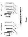 Fig. 06 - Sclerostin binding antibodies