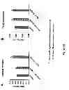 Fig. 07 - Sclerostin binding antibodies