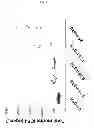 Fig. 18 - ANTICANCER COMBINATION THERAPY