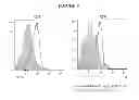 Fig. 08 - Antibody for selective inhibition of T-cell responses