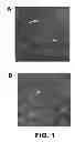 Fig. 02 - Prodrug compositions, prodrug nanoparticles, and methods of use thereof