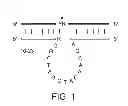 Fig. 02 - Use of DNAzymes for analysis of an RNA sample
