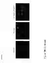 Fig. 33 - Real-time electronic cell sensing system and applications for cytotoxicity profiling and compound assays