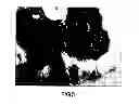 Fig. 04 - Modified starch material of biocompatible hemostasis