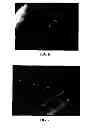 Fig. 05 - Modified starch material of biocompatible hemostasis