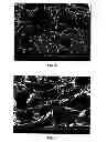 Fig. 07 - Modified starch material of biocompatible hemostasis