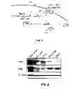Fig. 02 - COMPOSITIONS AND METHODS FOR TREATMENT OF INFLAMMATORY BOWEL DISORDERS AND INTESTINAL CANCERS