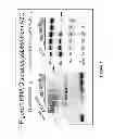Fig. 02 - Compositions and Methods for Targeting A3G:RNA Complexes